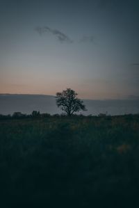 Silhouette trees on field against sky at sunset