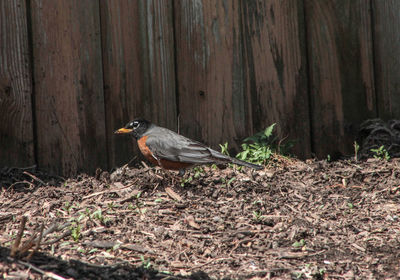 Bird perching on wood in forest