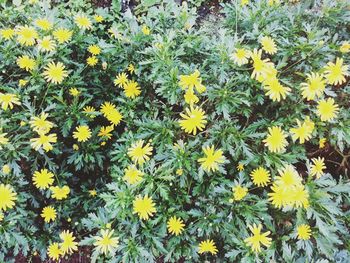 Close-up of yellow flowers