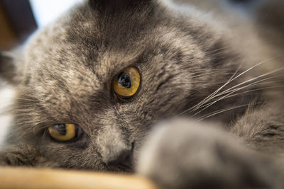 Close-up portrait of a cat