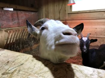 Close-up of horse in barn