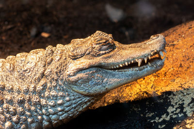 Close up portrait of a spectacled caiman in captivity