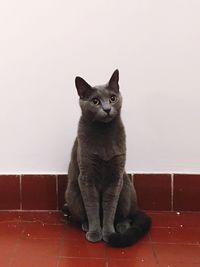 Portrait of cat sitting on floor