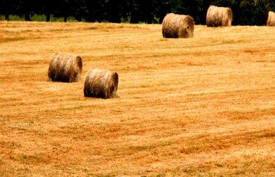 Hay bales on field