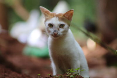 Portrait of kitten