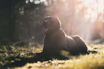 Naturally backlit black labrador retriever dog portrait lying in the forest against the sun