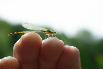 Close-up of insect on hand
