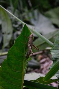 Close-up of insect on leaf