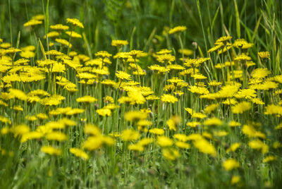 Close-up of yellow flowering plants on field