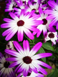 Close-up of fresh purple flowers blooming outdoors