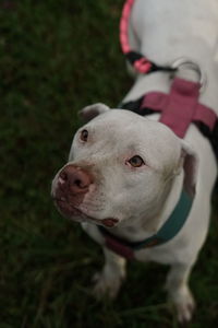 High angle view of dog looking away