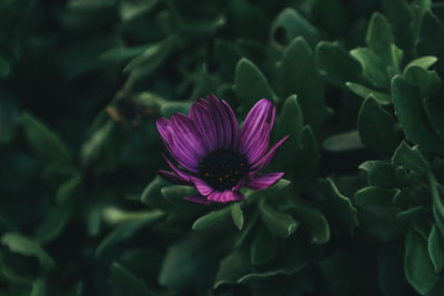 Close-up of pink flower blooming outdoors