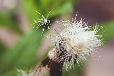 Close-up of spider on web