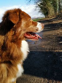 Close-up of dog looking away