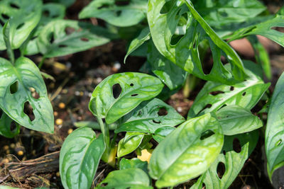 High angle view of green plant on field