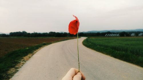 Cropped hand holding poppy amidst field on road