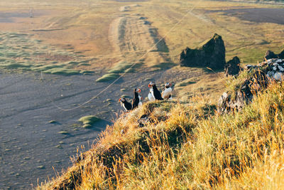 High angle view of puffins on field