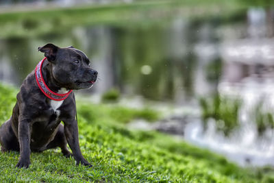 Black dog looking away