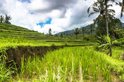 Scenic view of agricultural field against sky