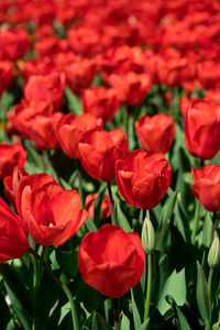 Close-up of red tulips