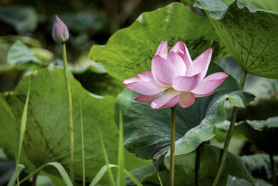 Close-up of pink lotus water lily in pond