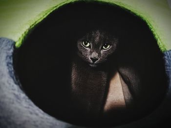 High angle portrait of black cat
