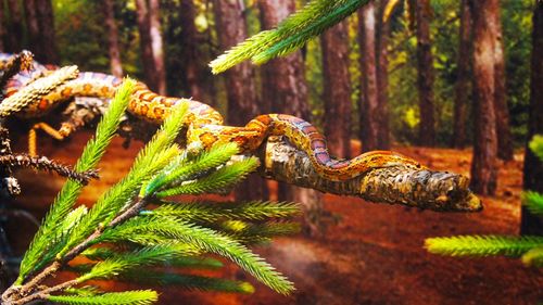 Trees growing in forest