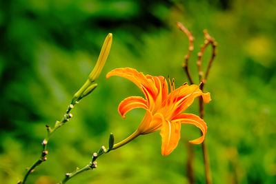 Close-up of orange lily blooming outdoors