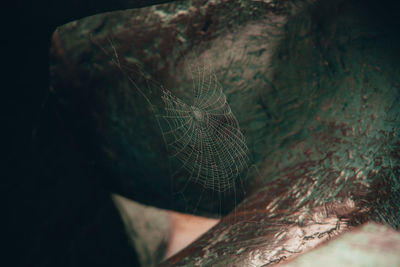 Close-up of spider on web