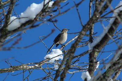 Low angle view of bird perching on branch