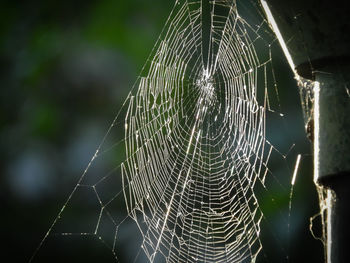 Close-up of spider on web