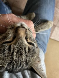 Close-up of a cat