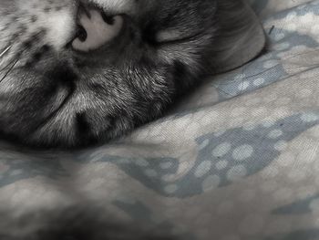 Close-up of cat sleeping on bed