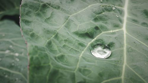 Full frame shot of water drops on leaf