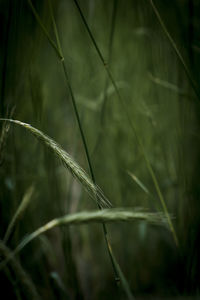 Close-up of stalks in field