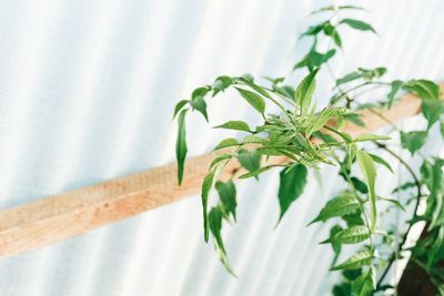 Close-up of leaves on table