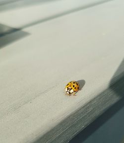 Close-up of ladybug on leaf