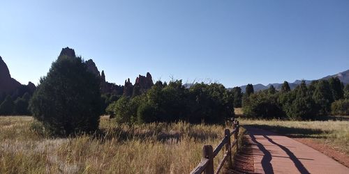 Panoramic view of trees on field against clear sky