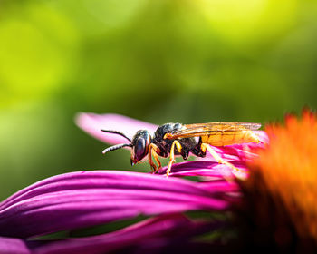 Close-up of insect on purple flower