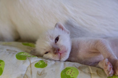 Close-up portrait of white kitten