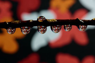 Close-up of water drops on twig