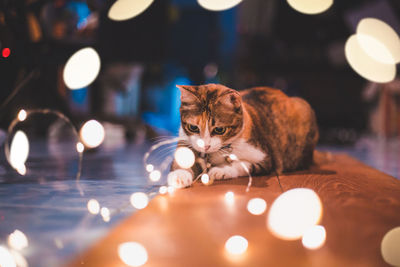Close-up of cat with illuminated lights on floor