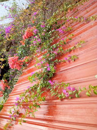 Pink flowering plants against wooden wall
