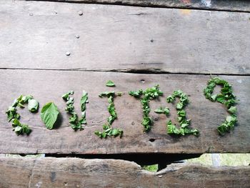 High angle view of plants growing on footpath