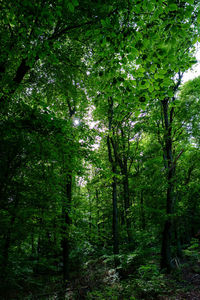 Trees in forest