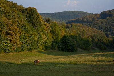 View of a sheep on landscape