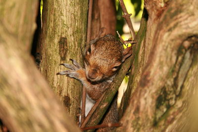 Close-up of squirrel on tree trunk