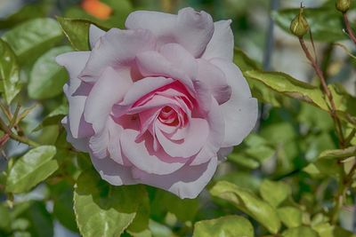 Close-up of flower blooming outdoors