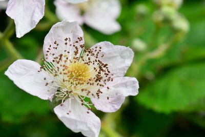 Close-up of white flowering plant