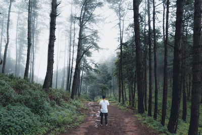 Rear view of person walking on footpath amidst trees in forest